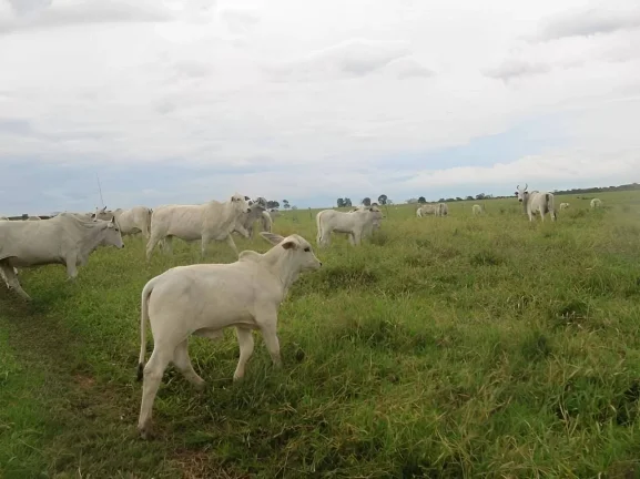 Imagem Fazenda a venda em Pontes e Lacerda - MT