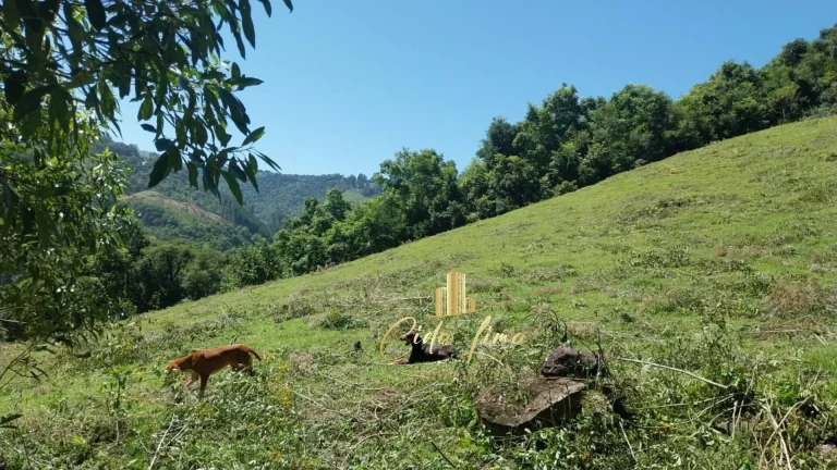 Imagem Vendo sítio/ Chácara, 12 Hectares em Alfredo Wagner SC.