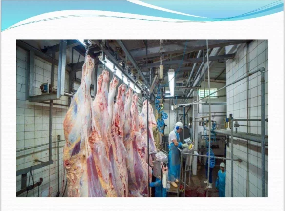 Imagem Frigorífico á Venda- Mato Grosso