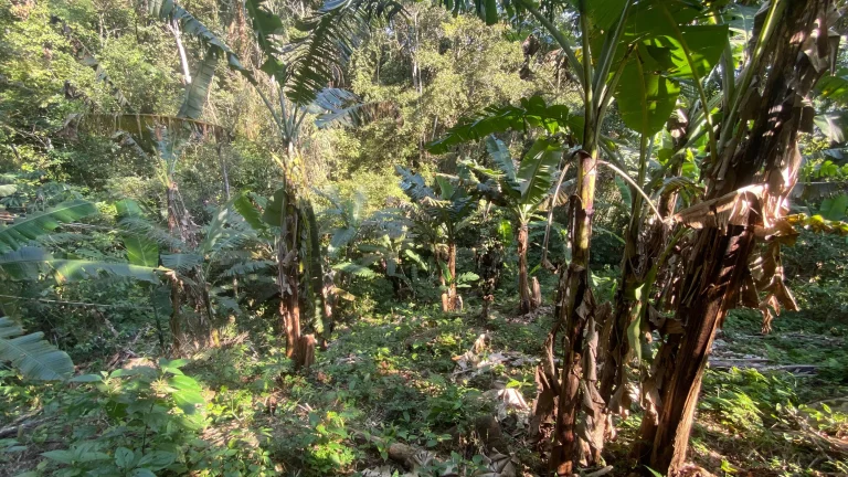 Imagem Terreno à venda em Garopaba-SC, bairro Ressacada, com 172.989,94 m² de área! Venha conferir!