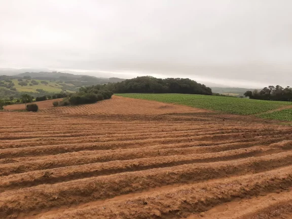 Imagem OPORTUNIDADE ÚNICA!!! 12 Hectares, Linha Doutor Flores, Sertão Santana