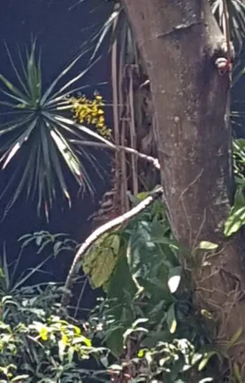Imagem Linda casa com chácara perto de tudo. Estudo troca por imóveis de menor valor.