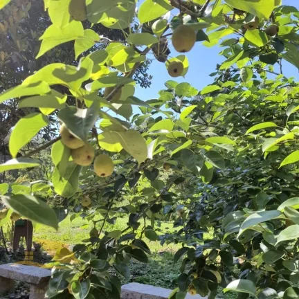 Imagem Vendo Linda Chácara com 40 Mil Mts² Próximo ao centro de Friburgo