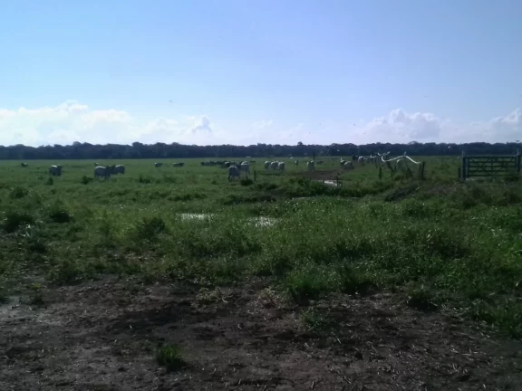 Imagem FAZENDA RURAL em LINHARES - ES, ÁREA RURAL DE LINHARES
