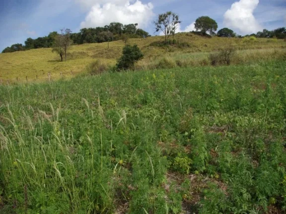 Imagem SÍTIO À VENDA 43,56 HECTARES R$ 1.900.000 - ZONA RURAL - JACUI/MG