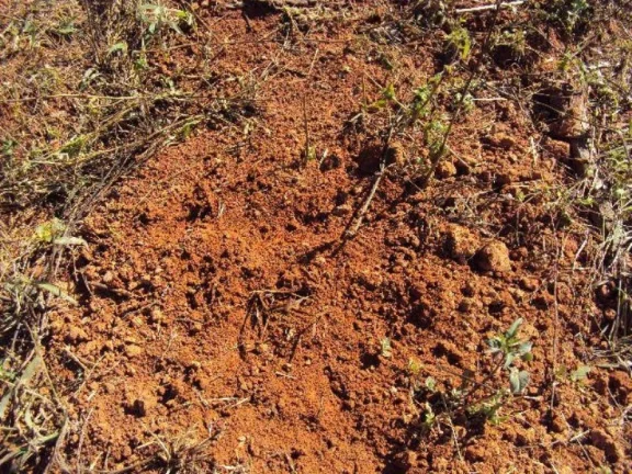 Imagem SÍTIO 11 ALQ. PAULISTA, PARA CAFÉ, MILHO, SOJA - JACUÍ MG