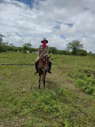 Imagem Fazenda para Venda em Natal, Potengi