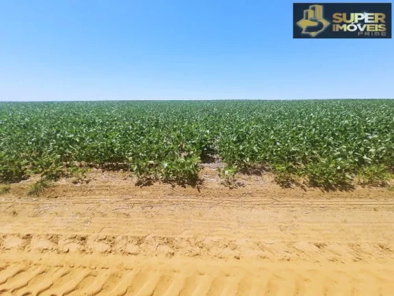Imagem Fazenda de Excelência no RS 2.100 hectares Cachoeira do Sul