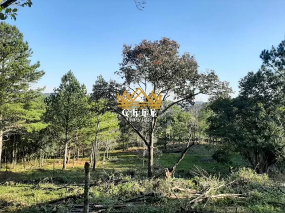 Imagem Chácara - Sítio com 2 Dormitorio(s) localizado(a) no bairro Zona Rural em São Francisco de Paula / RIO GRANDE DO SUL Ref.:1345
