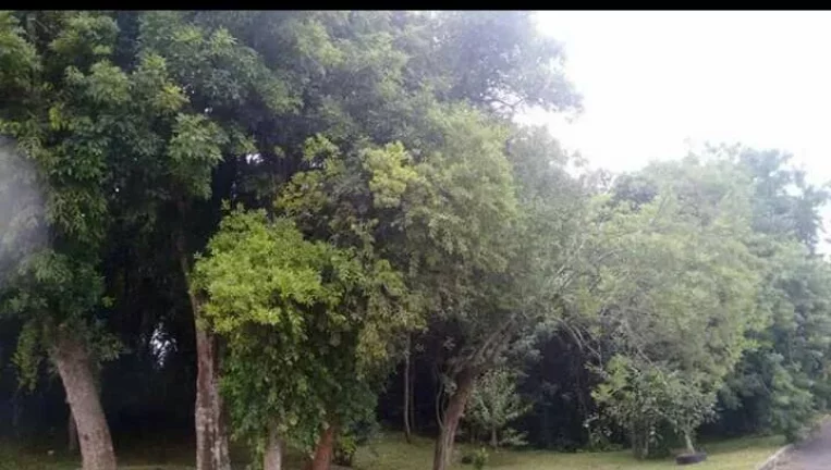 Imagem Terreno no Condomínio Santa Regina - Capela Velha em Araucária - R$220 mil