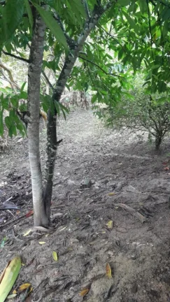 Imagem Sítio para Venda em Sete Barras, Rural