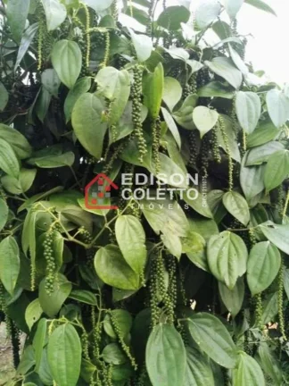 Imagem Fazenda/Sitio, Residencial/Comercial para Venda, Centro, Caraiva