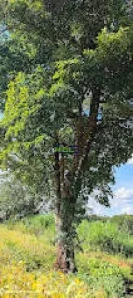 Imagem Chácara de 2 alqs com Água em Abundância e terra de Cultura