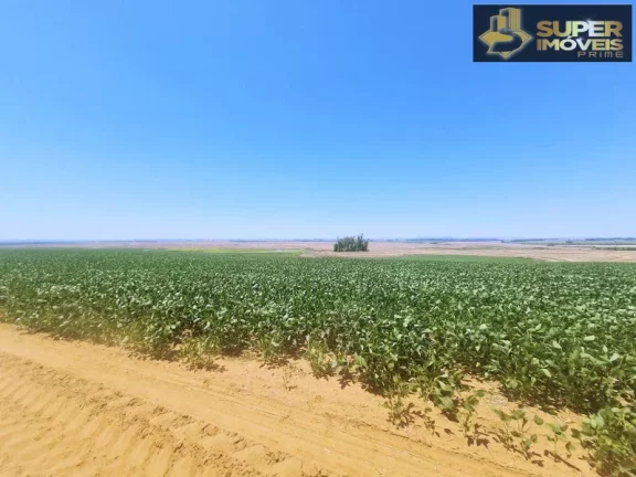 Imagem Fazenda de Excelência no RS 2.100 hectares Cachoeira do Sul