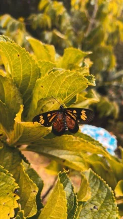 Imagem Chácara com 3 dormitórios à venda, 2000 m² por R$ 650.000 - Zona Rural - Nazaré Paulista/SP
