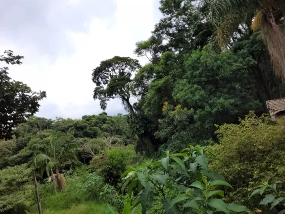 Imagem vende - sítio na região de Cabreúva-sp