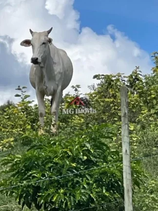 Vende-se Sítio com 2.5 Hectares em Bom Jesus do Galho.