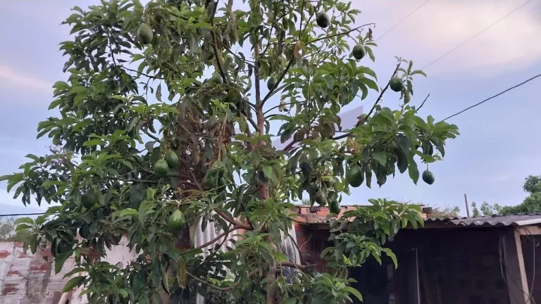 Imagem Sítio à venda