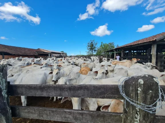 Imagem Vendo em Araruama fazenda 52 alqueires E 350 cabeças de gados.