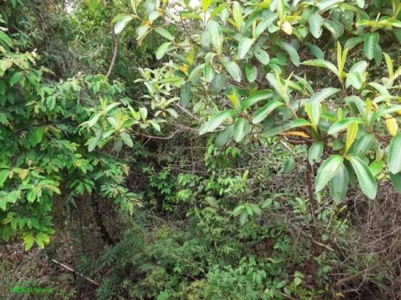 Imagem Sítio localizado na entrada do condomínio Village Juatuba, com casa , pomar, galpão.
Vista maravi...