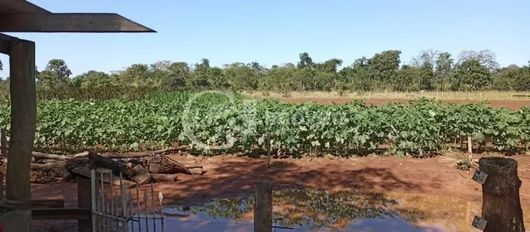Imagem Chácara à venda em Terenos-MS, Zona Rural: 5 quartos, 1 suíte, 2 salas, 3 banheiros, 180m² de área!