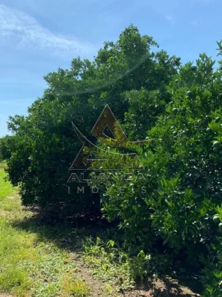 Imagem Fazenda - Patrocínio Paulista - Patrocínio Paulista