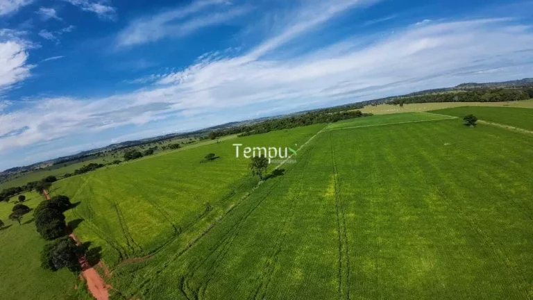 Imagem Fazenda 3 alqueires em Anicuns - Excelente para plantio