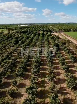 Imagem Fazenda Irrigada à venda produzindo com 6 hectares, PETROLINA - PE