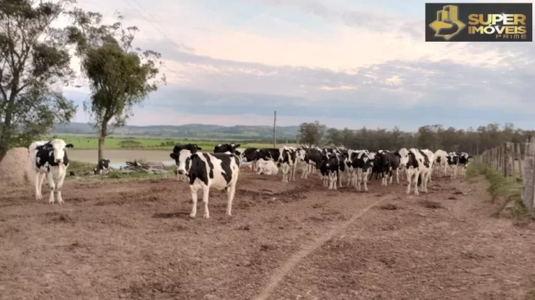 Imagem Fazenda Espetacular no Capão do Leão-RS próximo de Pelotas