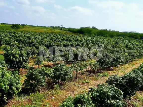 Imagem Fazenda produtiva de mangas à venda com 12,5 ha, PETROLINA - PE