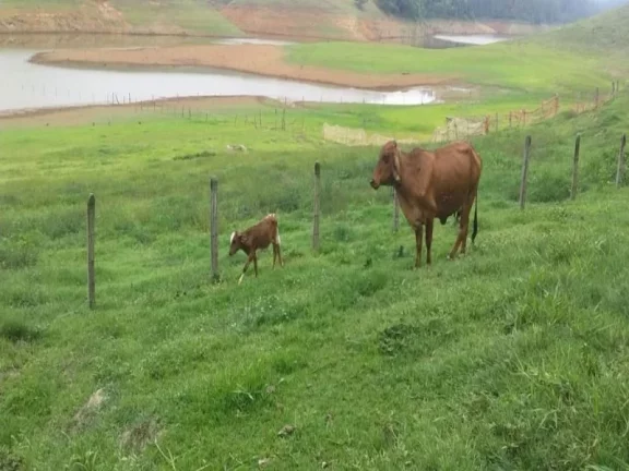 Imagem SÍTIO DE 21 HECTARES, COM CASA SEDE E DE CASEIRO. BOM SUCESSO - SÃO JOSÉ DOS CAMPOS/SP
