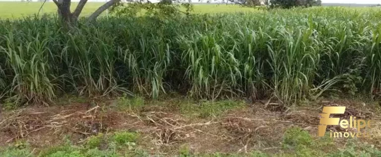 Imagem FAZENDA À VENDA EM TEIXEIRA DE FREITAS / BAHIA