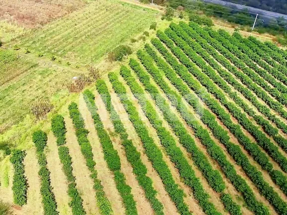Imagem Fazenda produtiva de mangas à venda com 12,5 ha, PETROLINA - PE