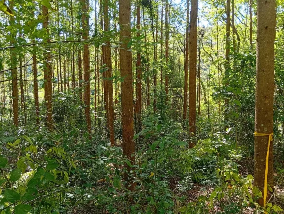 Imagem Venda de Área Rural Reflorestada em União do Oeste - Santa Catarina
