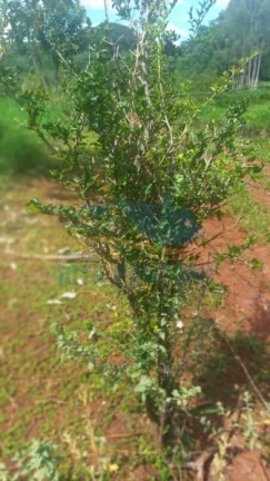 Imagem Rancho - Santo Antônio da Alegria - Poção