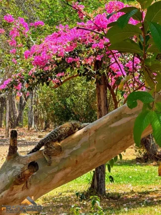 Imagem Sítios de Lazer Caminho do Rio, Localizado em Aragoiânia, Goiás