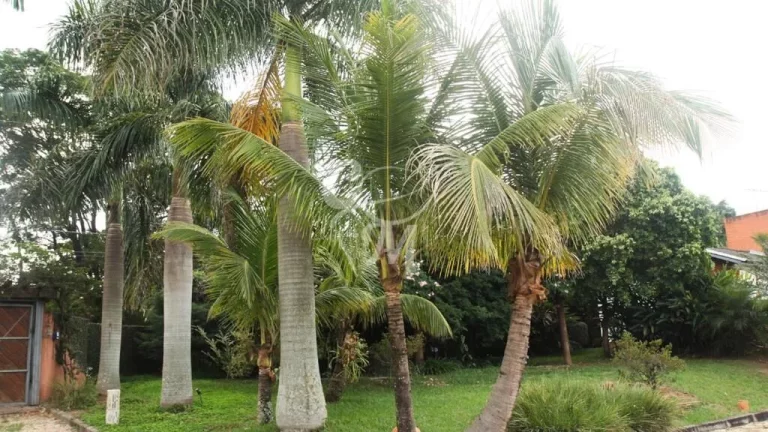 Imagem Linda Chácara em Itupeva