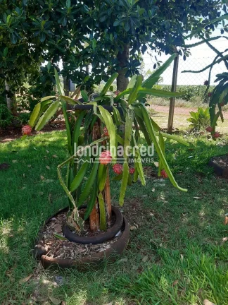 Imagem Chácara no Condomínio Piapara em Alvorada do Sul com 2.260m², 3 quartos, árvores frutíferas, café em produção, área cimentada e muito verde!