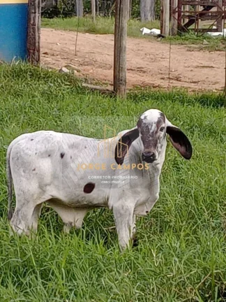 Imagem FA-26297 - FAZENDA À VENDA NA SÃO JOSÉ DO BARREIRO -SP
