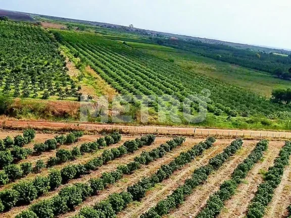 Imagem Fazenda produtiva de mangas à venda com 12,5 ha, PETROLINA - PE