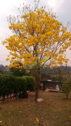 Imagem Chácara à venda em Bragança Paulista – Ideal para moradia ou lazer!