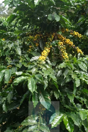 Imagem Sítio 5 alqueires para café, sem geada Café plantado, casa, energia e água.