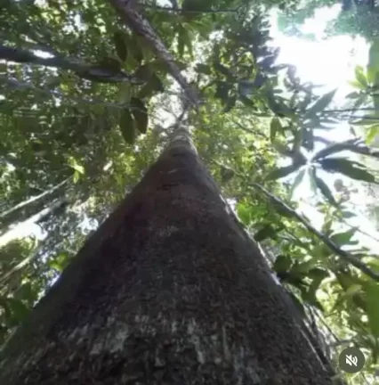 Imagem RESERVAS DO ESCONDIDO - MATA ATLÂNTICA