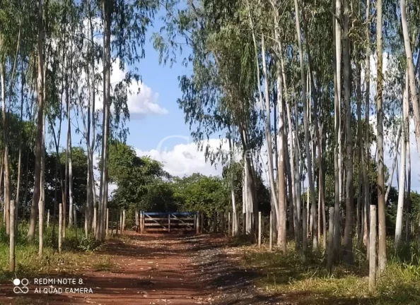 Imagem Excelente Chácara, 15.5 Ha, formada,