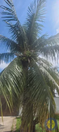 Imagem OPORTUNIDADE EM CHÁCARA DE INOÃ