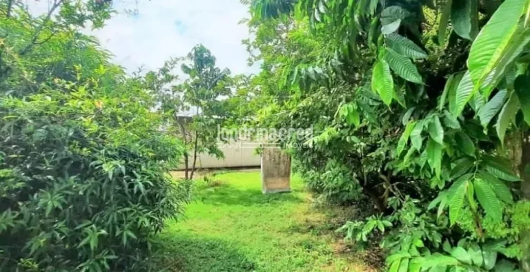 Imagem Casa no Centro de Londrina com amplo terreno de 562m², galpão nos fundos, quintal coberto e árvores frutíferas: fruta do conde, graviola e jabuticabeira.