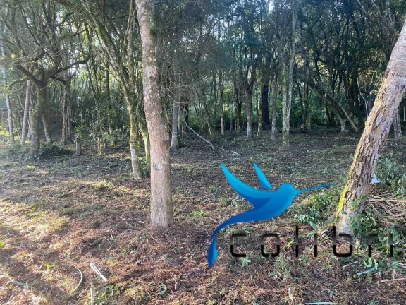 Imagem Chácara à Venda, 3.200 m² em Ribeirãozinho - Agudos Do Sul