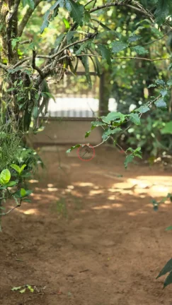 Imagem TERRENO DE 1094 MT2 NA MAQUINHA, COM CASA CAIÇARA E VARIAS ARVORES FRUTIFERAS , PROXIMO DE TODA A INFRA-EXTRUTURA DE BOIÇUCANGA,