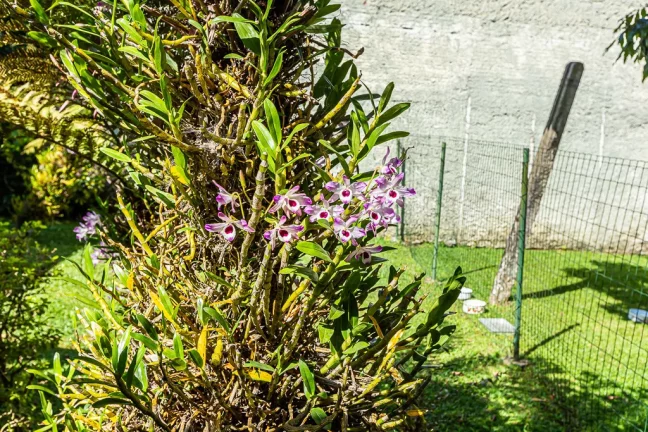 Imagem Terreno com 600 metros no Mossunguê e 2 residências.