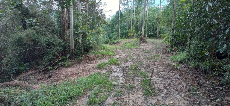 Imagem Área rural à venda em Santa Rosa de Lima/SC